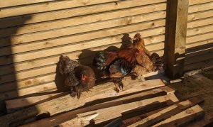 Four mixed colour chickens stood in the sunshine on wooden planks with a wooden shed as a backgdrop