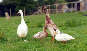 Picture of four ducks of various sizes and colours on the grass at Coppershell Farm Sanctuary
